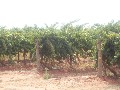 16 Acres Vineyard / Home Site Picture 16 Acres Vineyard / Home Site Picture