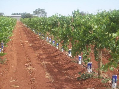 16 Acres Vineyard / Home Site Picture 16 Acres Vineyard / Home Site Picture