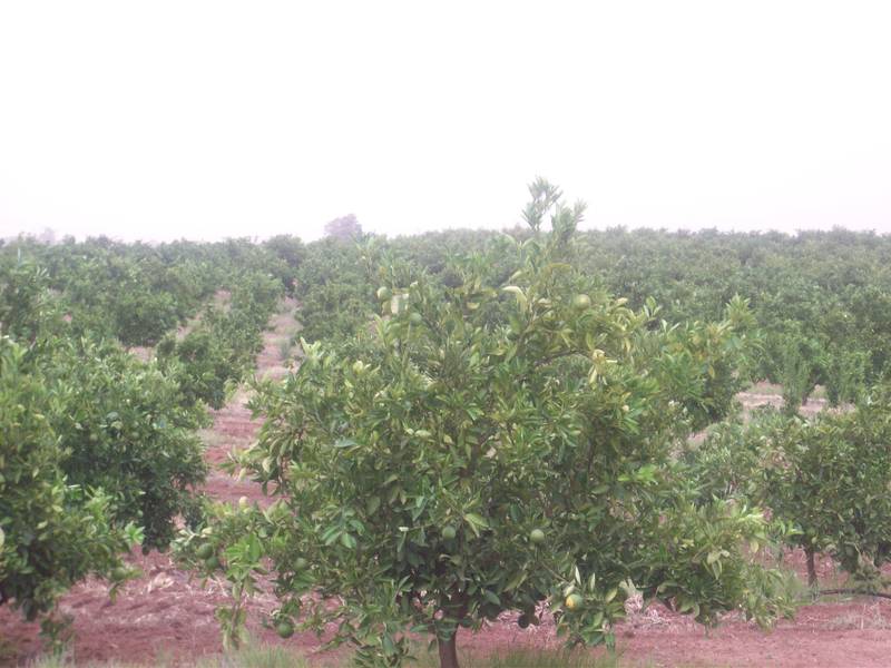 Rural Lifestyle Opportunity Picture 3