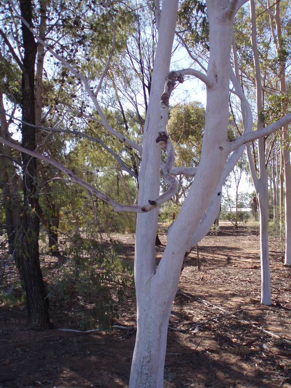 Billabong Glimpses Picture 3