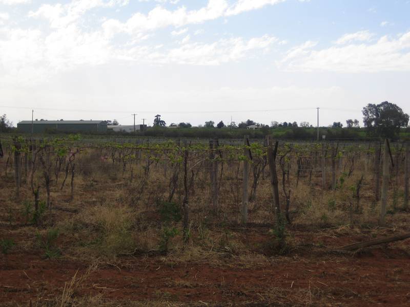 16.3 Acres, Table Grapes Picture 1