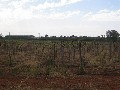 16.3 Acres, Table Grapes Picture