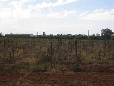 16.3 Acres, Table Grapes Picture