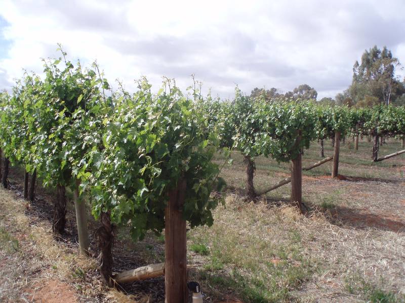 Hobby Farm Vineyard 9 1/4 Acres Picture 2