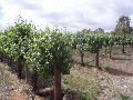 Hobby Farm Vineyard 9 1/4 Acres Picture