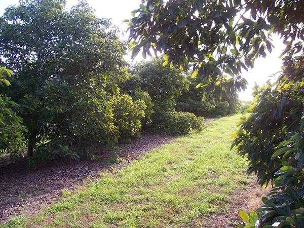 Almonds, Avocados, Chardonnay Picture 3