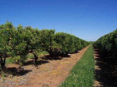 15 Acres / 66 Megs of Water Picture