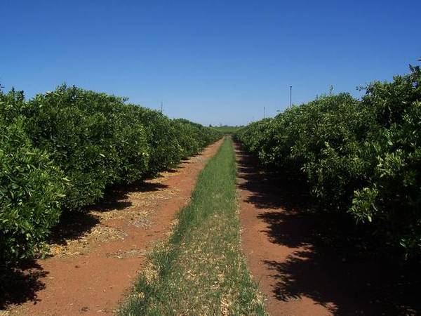 15 Acres / 66 Megs of Water Picture 3