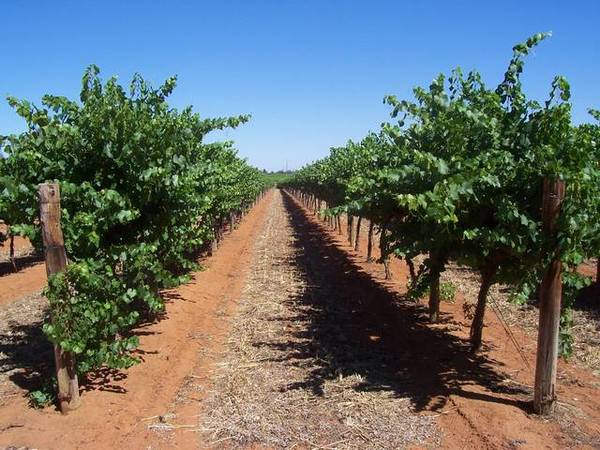 15 Acres / 66 Megs of Water Picture 2