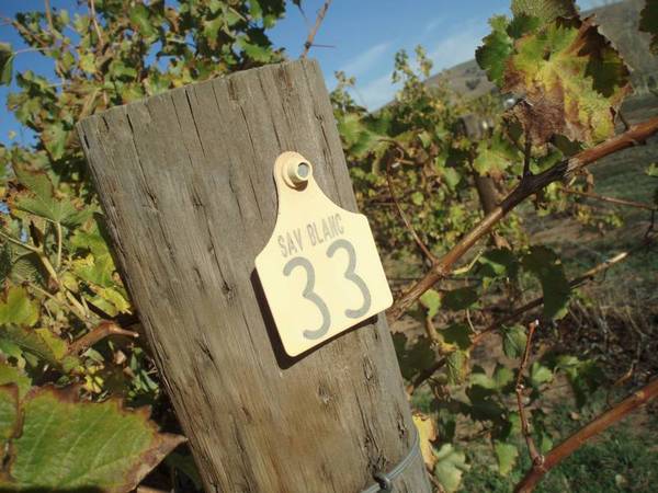 Willunga Hills Vineyard Picture 2