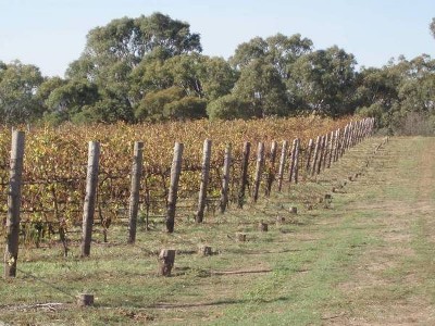 Willunga Hills Vineyard Picture