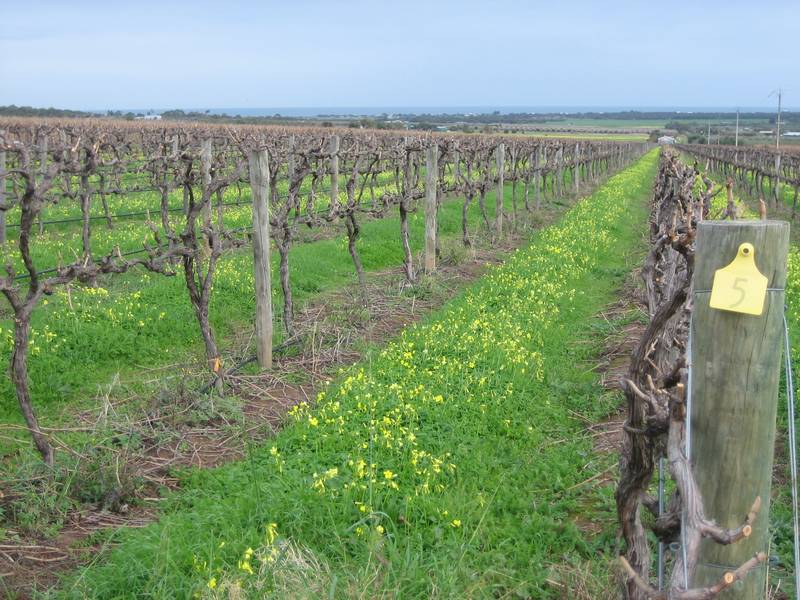 Quality Small Vineyard - 23 Acres - Water Licence Picture 3