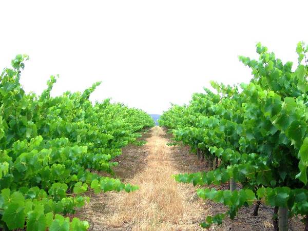 8.575Ha (21 Acres) Quality Irrigated Vineyard - 4/5 Brm Home - Superb Location Picture 2