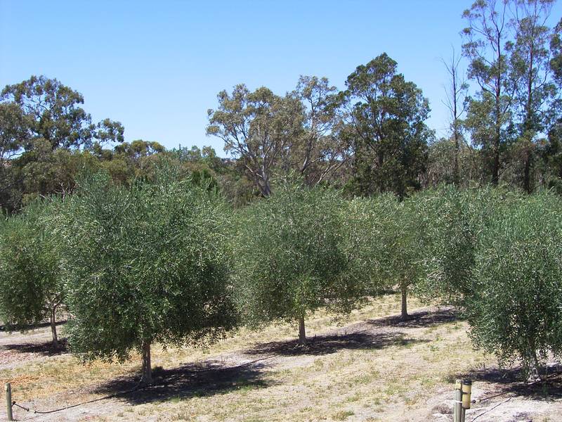 'Exodus' Olive Grove - Rural Living - Lifestyle Opportunity Picture 2