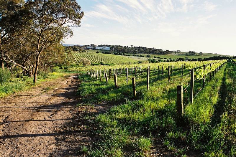 Surrounded by Vineyards Picture 3