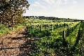 Surrounded by Vineyards Picture