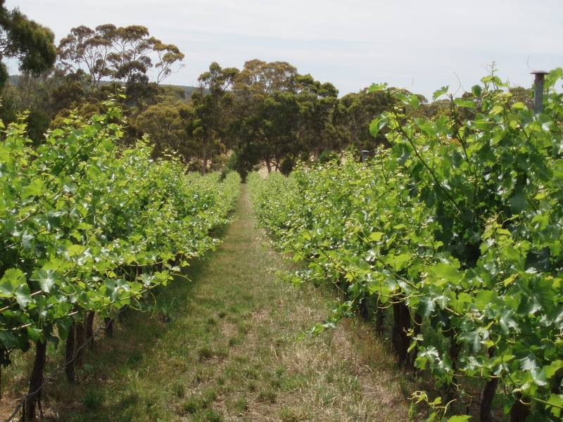 28.4ha (70ac) - Gums - Bore - Sheds/Stables Picture 2