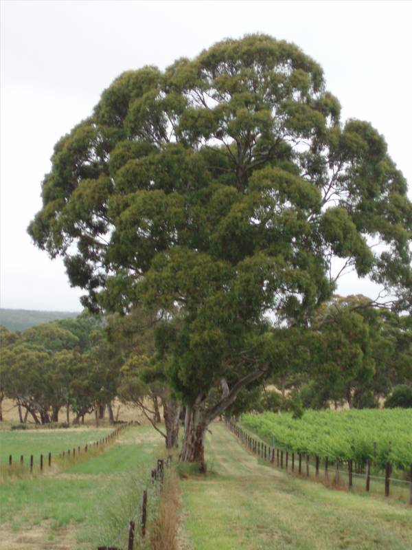 28.4ha (70ac) - Gums - Bore - Sheds/Stables Picture 1