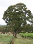 28.4ha (70ac) - Gums - Bore - Sheds/Stables Picture