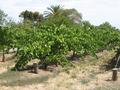 Small Vineyard - Home - Sheds - 10 Acres Picture