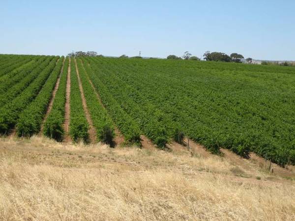 Established Vineyard in the Heart of this Renowned Region Picture 1