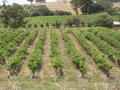 Lifestyle - Vineyard & Olive Grove Picture