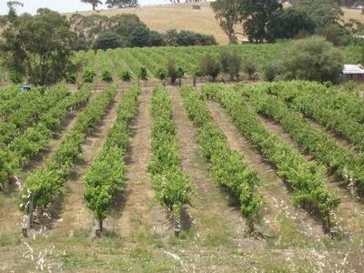 Lifestyle - Vineyard & Olive Grove Picture