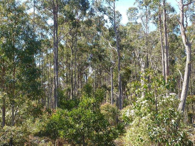 24 Acre Bush Block 5 Minutes From Town Picture 1