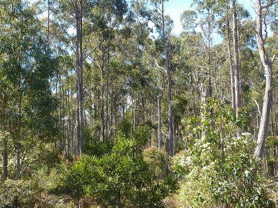 24 Acre Bush Block 5 Minutes From Town Picture