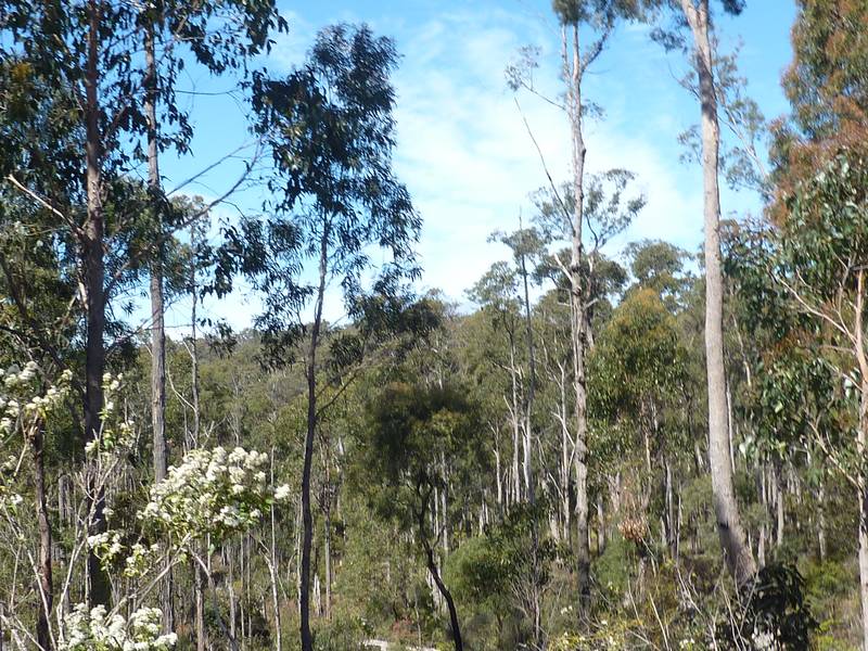 76 Acre
Bush Block - 5 Minutes From Scottsdale Picture 3