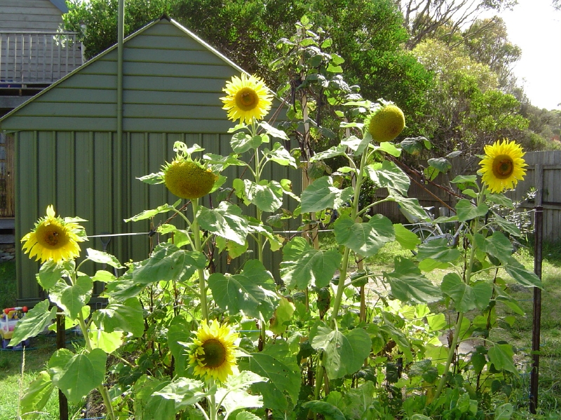 How Cool is this House? Seriously Cool PRICE ! Picture 3