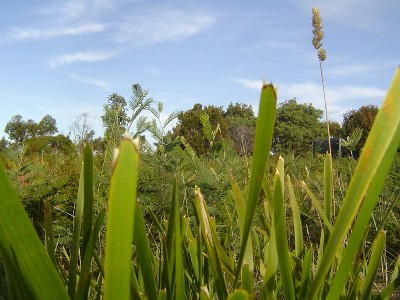 Great Buying Stylish Scamander Picture