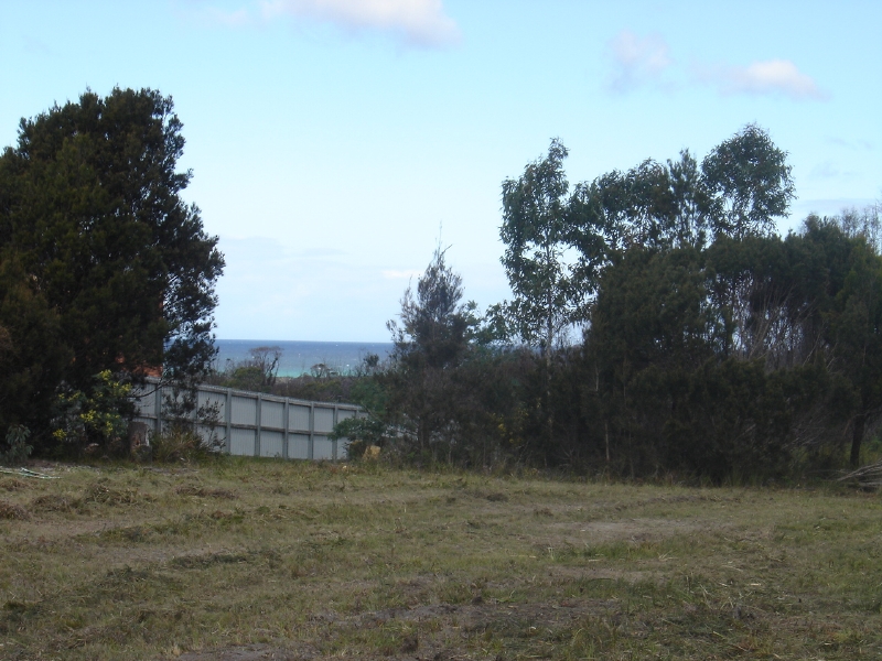 Great Buying Stylish Scamander Picture 2