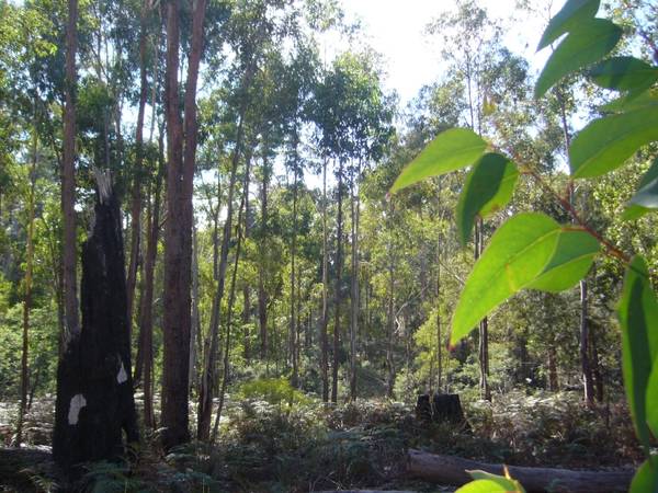 Tranquility Central Picture 1