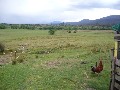 Plush Pasture 30 Acres....Take the Plunge. Picture