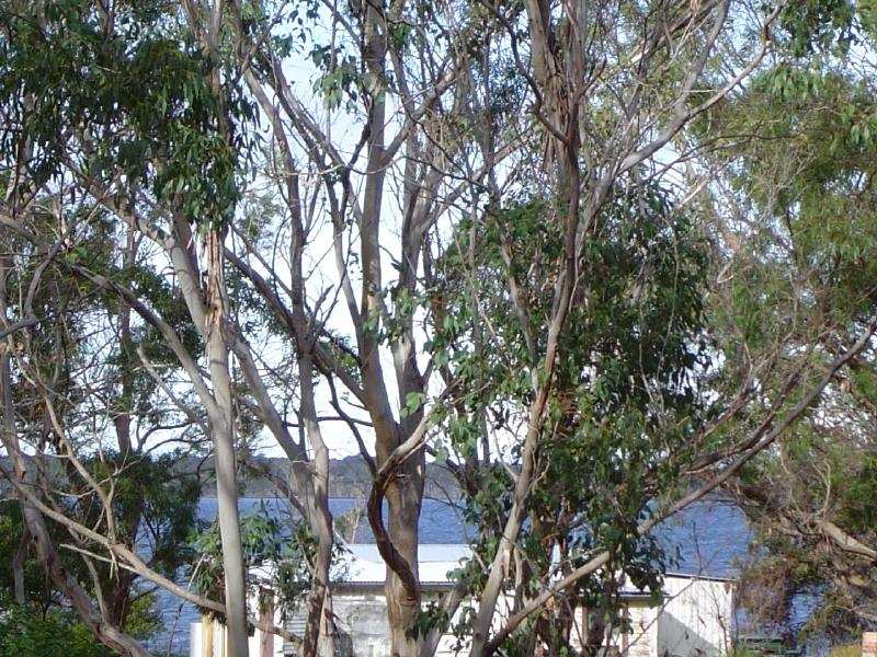 Bargain Buying at Ansons Bay Picture 1