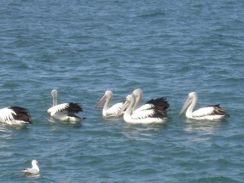 Cheap as Chips Picture 2