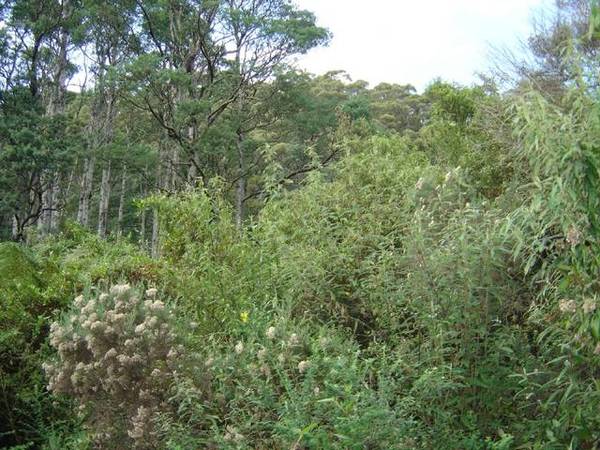 Huge Property Auction on behalf of Break O'Day Council Picture 1