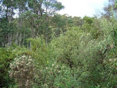 Huge Property Auction on behalf of Break O'Day Council Picture Huge Property Auction on behalf of Break O'Day Council Picture