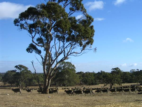 Eden Valley, 160 acres with excellent home sites Picture 1