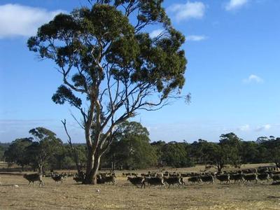 Eden Valley, 160 acres with excellent home sites Picture