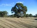 Eden Valley, 160 acres with excellent home sites Picture