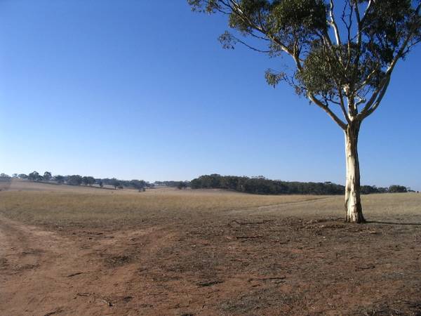 230 acres on 3 titles, grazing country with views and home sites Picture 3