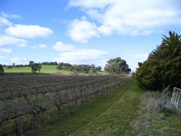 Potential galore in renowned wine district Picture 2