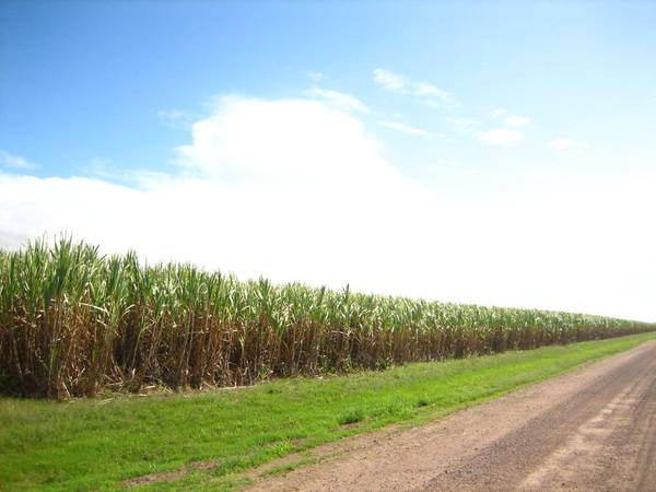 Koumala Cane Block. Picture 1