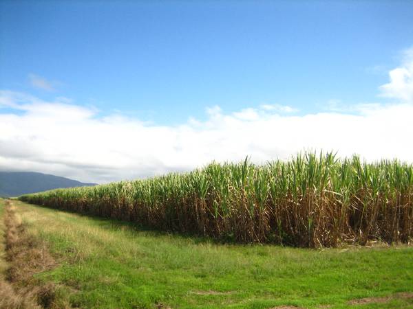 Koumala Cane Block. Picture 2