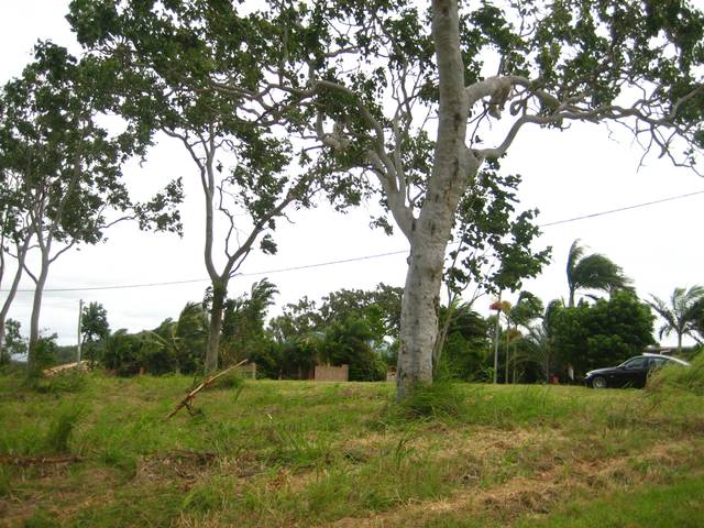 Grasstree Beach Land Picture 2