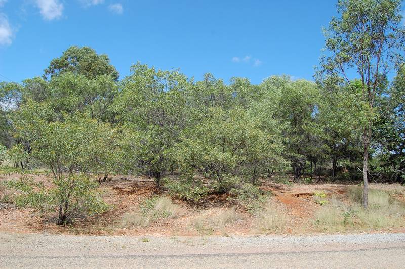 Vacant 1/2 Acre Block Picture 2