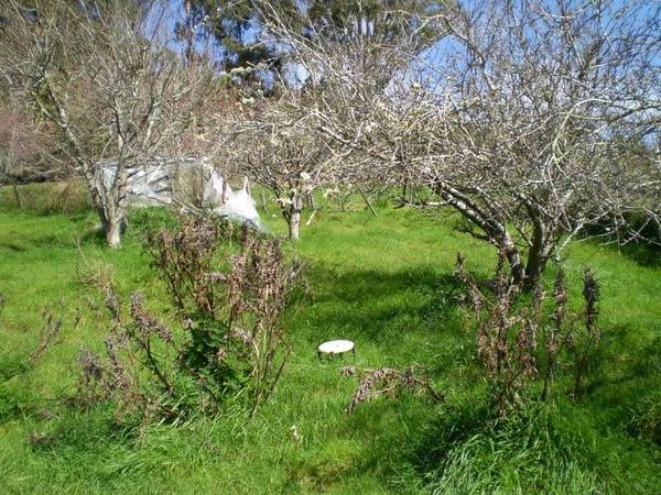 Restorers Dream Picture 3