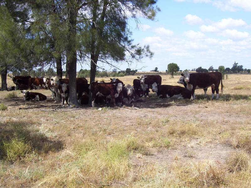 Oxford Downs - Miles Picture 1